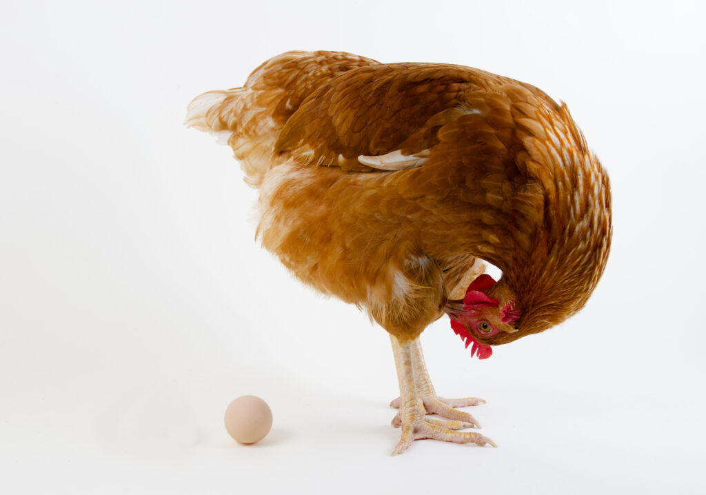 chicken egg