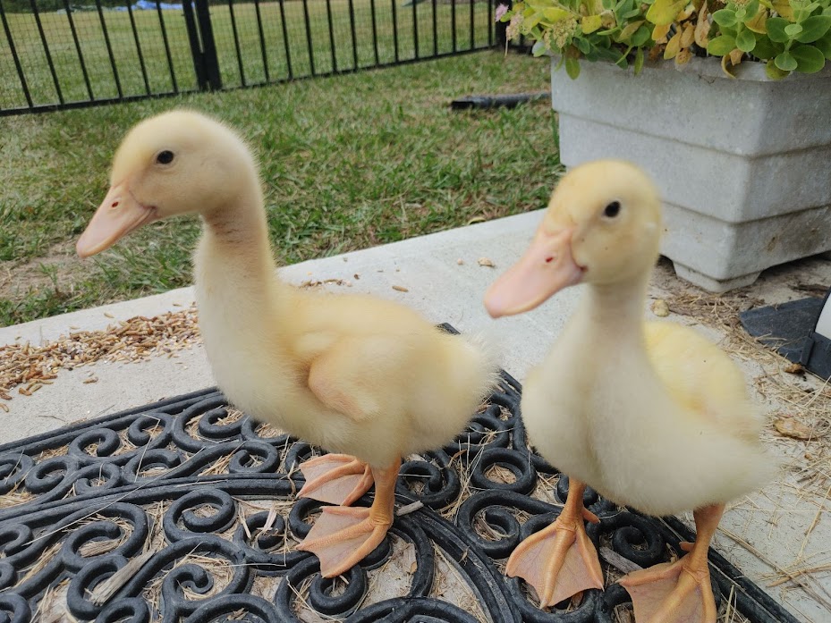 ducks