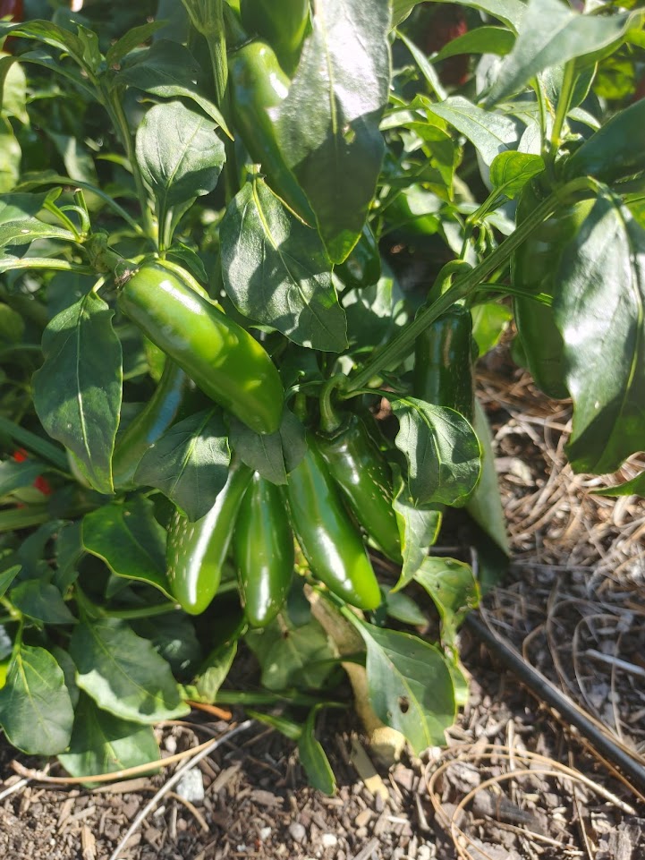 jalapeno