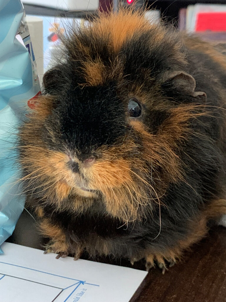 Coco Puff