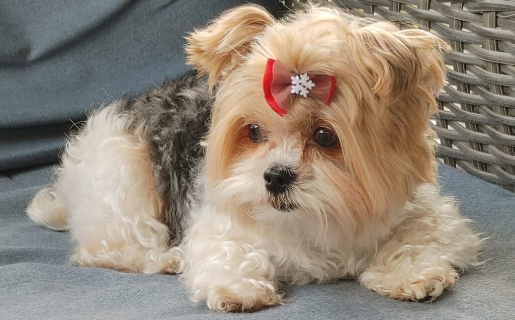 Gracie