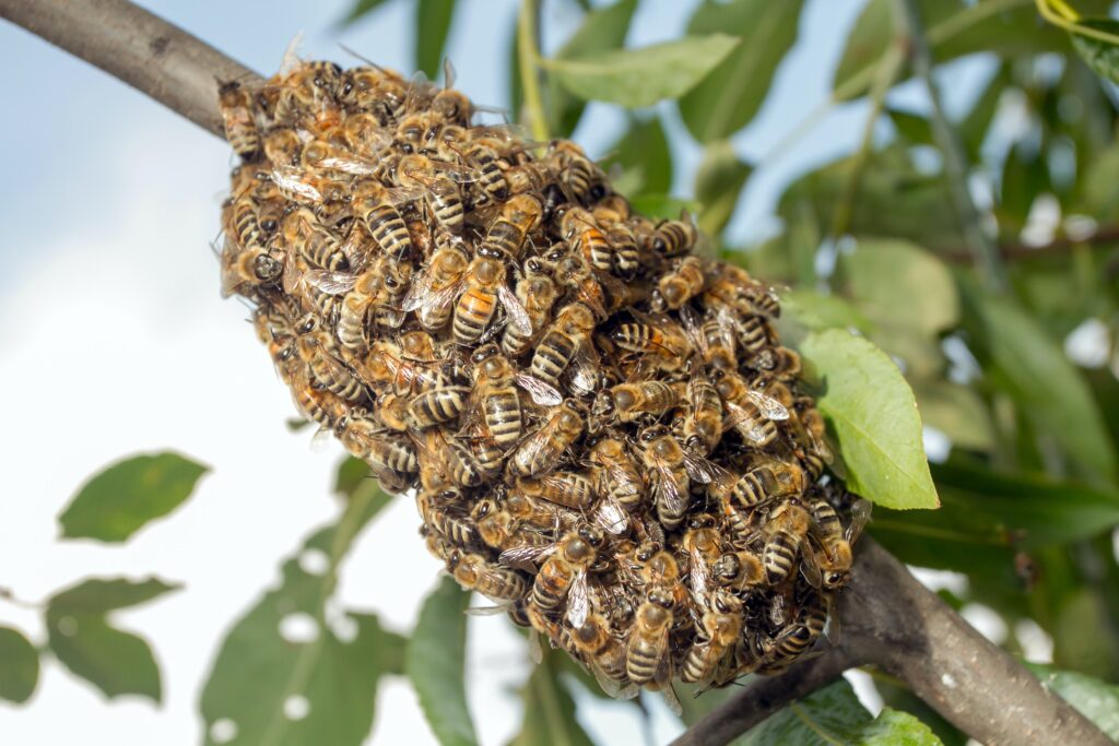 swarm22