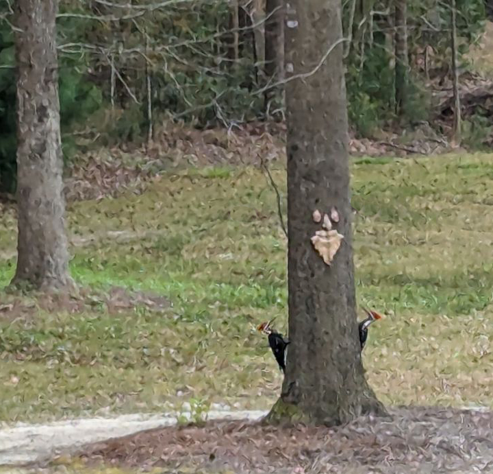 2 woodpeckers