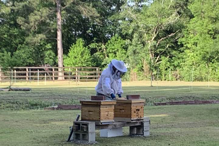 2 hives