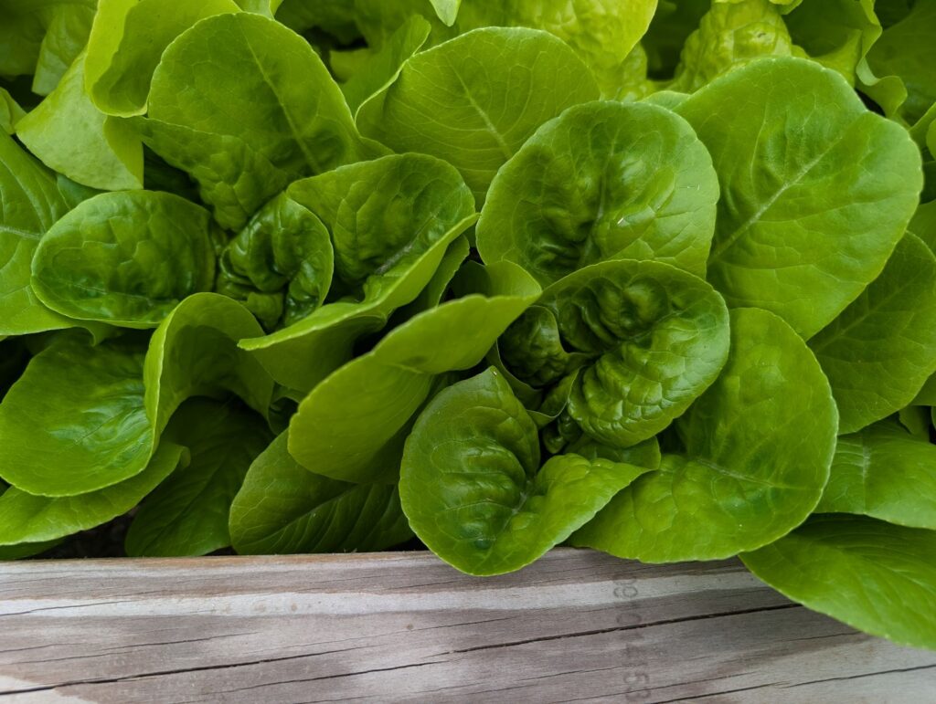 lettuce